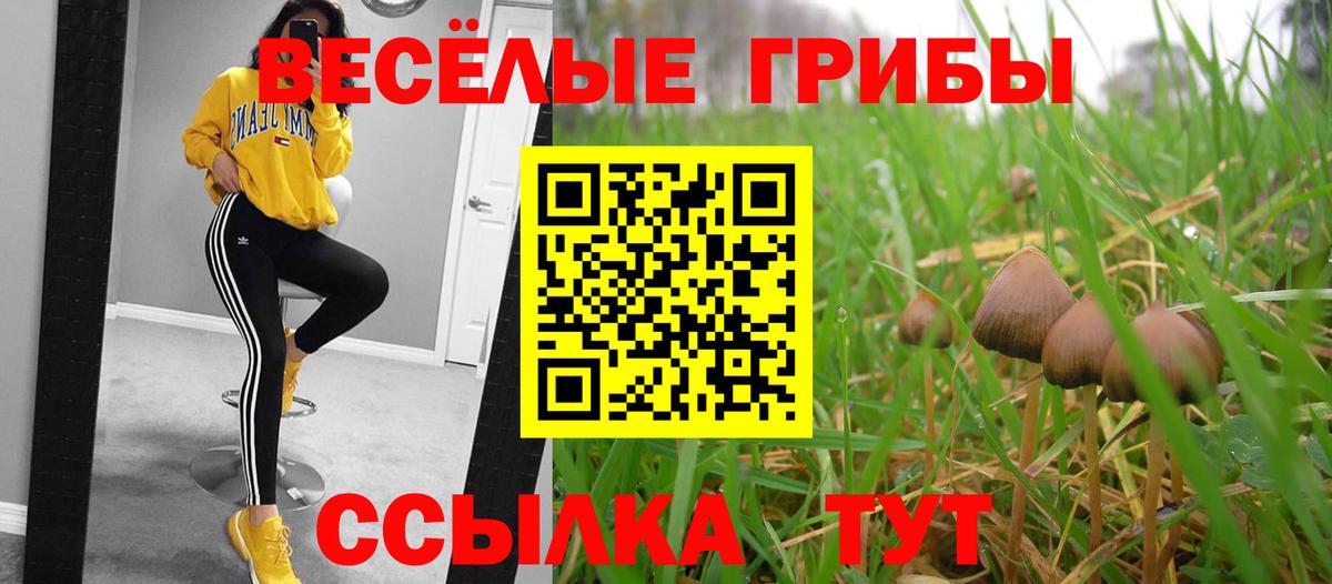 Новошахтинск  Псилоцибиновые грибы Cubensis  Вход с VPN 